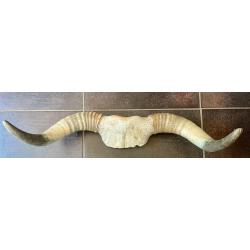 Corne pour d&eacute;coration murale
