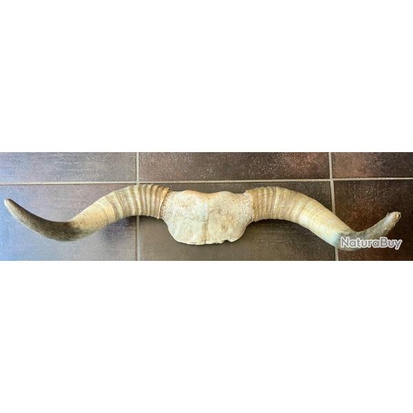 Corne pour d�coration murale