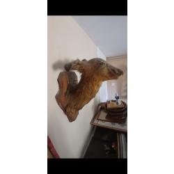 T&ecirc;te de biche empaill&eacute;e