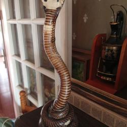 cobra empaill&eacute; / taxidermie ancienne
