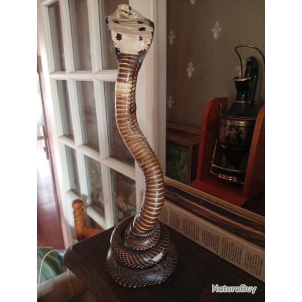 cobra empaill� / taxidermie ancienne