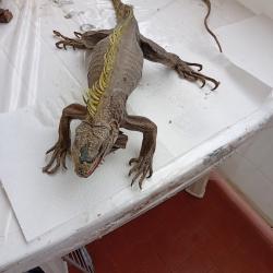 Iguane empaill&eacute; / taxidermie ancienne