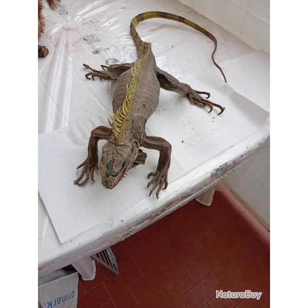 Iguane empaill� / taxidermie ancienne
