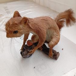 &eacute;cureuil empaill&eacute; / taxidermie ancienne