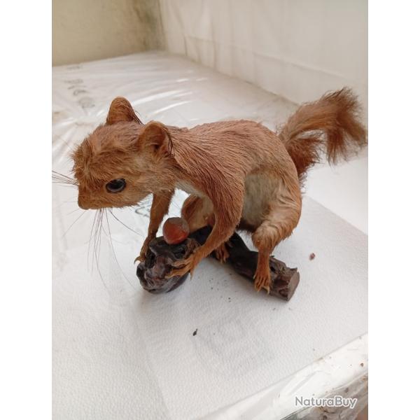 �cureuil empaill� / taxidermie ancienne