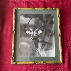 Tableau avec photo antilope africaine, pas de prix de r&eacute;serve.