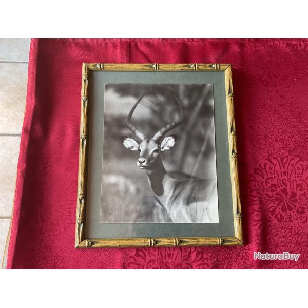 Tableau avec photo antilope africaine, pas de prix de r�serve.