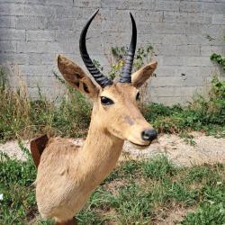 Taxidermie de Cobe des roseaux ; Redunca redunca #LM26