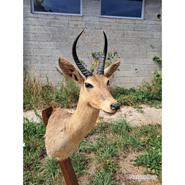 Taxidermie de Cobe des roseaux ; Redunca redunca #LM26