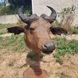 Taxidermie de buffle &eacute;quinoxial ; Syncerus caffer aequinoctialis #LM26