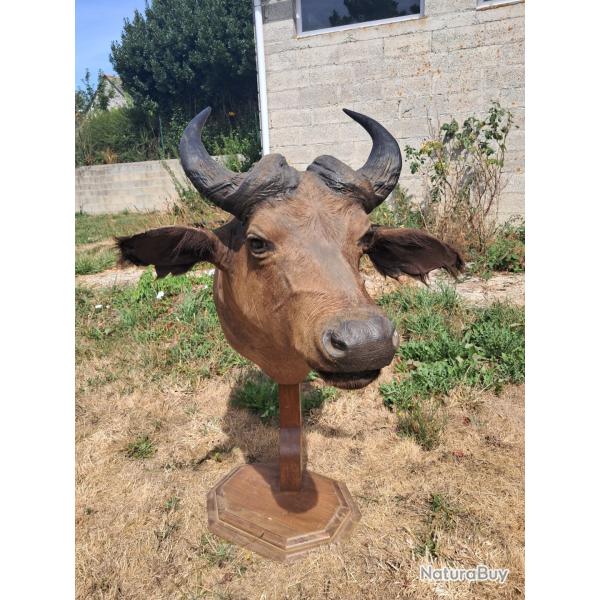 Taxidermie de buffle �quinoxial ; Syncerus caffer aequinoctialis #LM26
