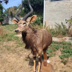 Taxidermie de Nyala ; Tragelaphus angasii #LM26