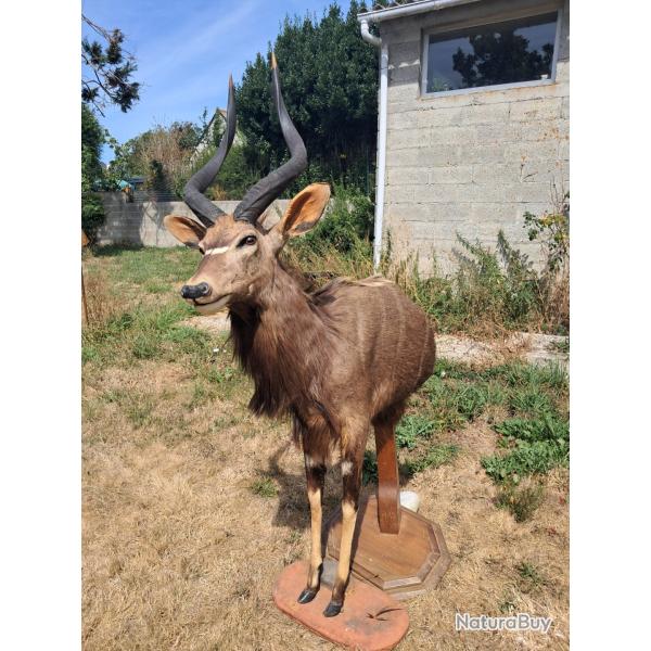Taxidermie de Nyala ; Tragelaphus angasii #LM26