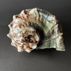 Coquille Turbo Marmoratus Marine Gastropod (Turbinidae) - Sp&eacute;cimen Brut