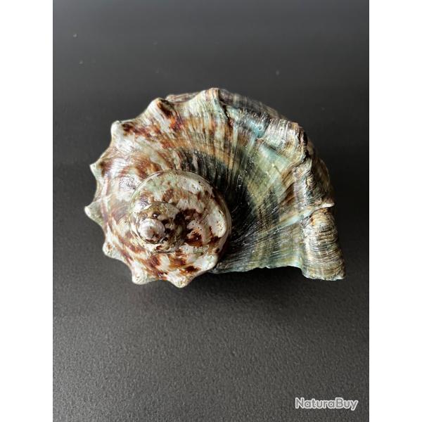 Coquille Turbo Marmoratus Marine Gastropod (Turbinidae) - Sp�cimen Brut