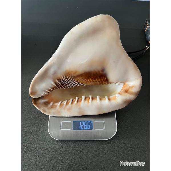 Grand Coquillage de Collection Cassis Cornuta Casque Naturel G�ant 1,26 kg