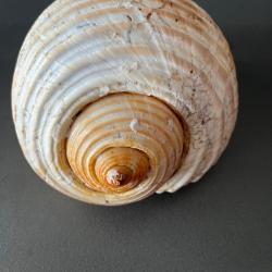 Grand Coquillage TONNA GALEA (Dolium G&eacute;ant) - Collection / D&eacute;coration - 252g