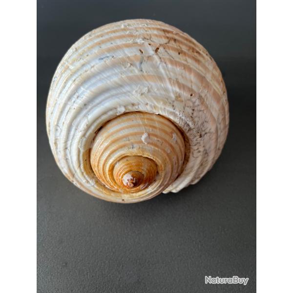 Grand Coquillage TONNA GALEA (Dolium G�ant) - Collection / D�coration - 252g