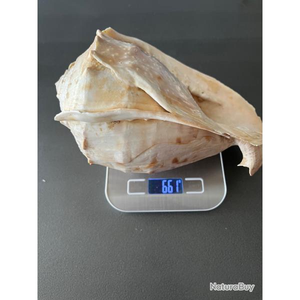 coquillage de collection Cassis cornuta (commun�ment appel� Casque cornu)