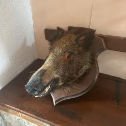 Troph&eacute;e de chasse, t&ecirc;te de sanglier naturalis&eacute;e 90's