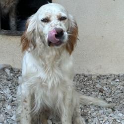 setter anglais