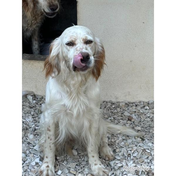 setter anglais