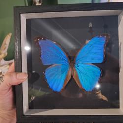 Papillon Morpho didius  sous cadre vitrine #11