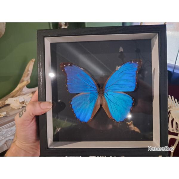 Papillon Morpho didius  sous cadre vitrine #11