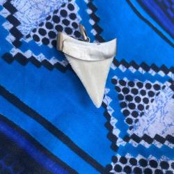 Dent de requin blanc