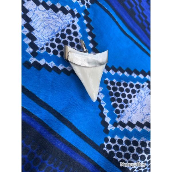 Dent de requin blanc