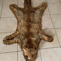 Peau de renard roux avec t&ecirc;te naturalis&eacute;e - Ancienne taxidermie - Belle d&eacute;coration