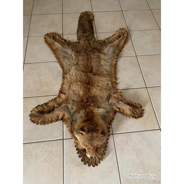 Peau de renard roux avec t�te naturalis�e - Ancienne taxidermie - Belle d�coration