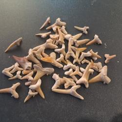 Lot de 50 fossiles de dents de requins #L18R(4)