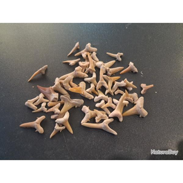 Lot de 50 fossiles de dents de requins #L18R(4)