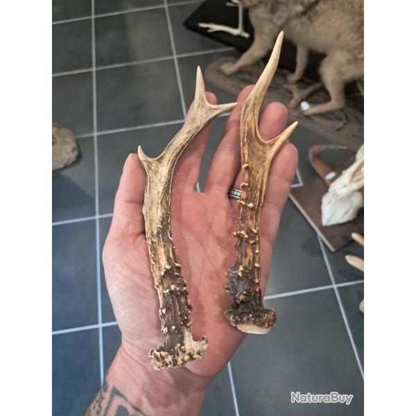 Paire de bois de chevreuil #L112R(46)