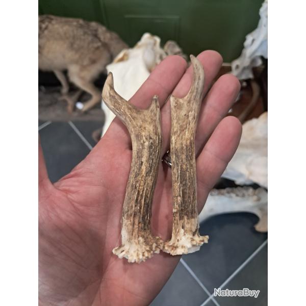 Paire de bois de chevreuil #L112R(47)