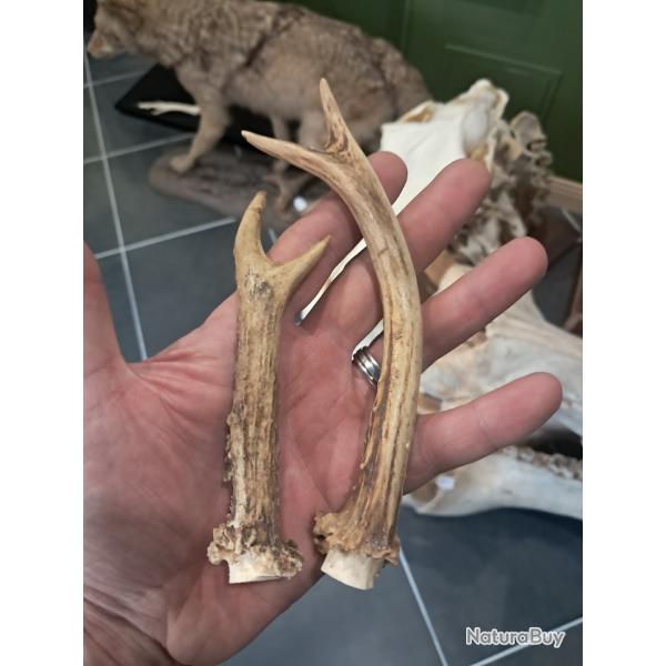 Paire de bois de chevreuil #L112R(48)
