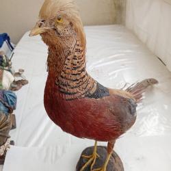 Faisan dor&eacute; / taxidermie ancienne