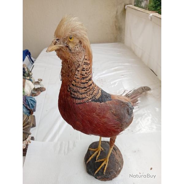 Faisan dor� / taxidermie ancienne