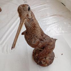 B&eacute;casse empaill&eacute;e / taxidermie ancienne