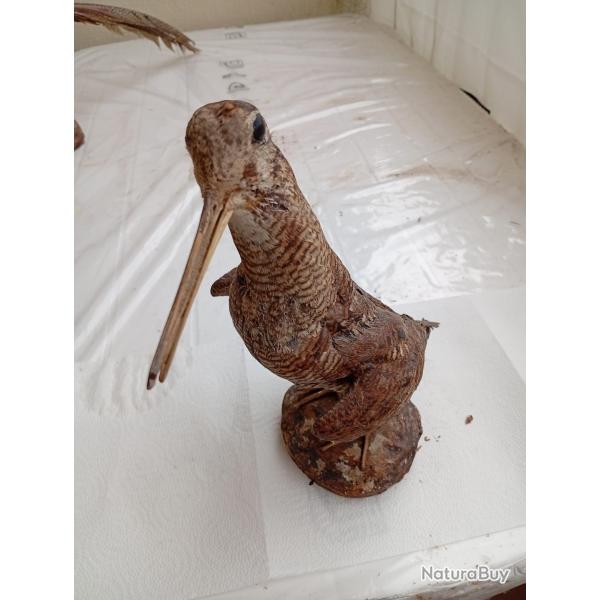 B�casse empaill�e / taxidermie ancienne