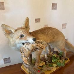 RENARD NATURALISE / EMPAILLE tenant dans sa gueule une caille