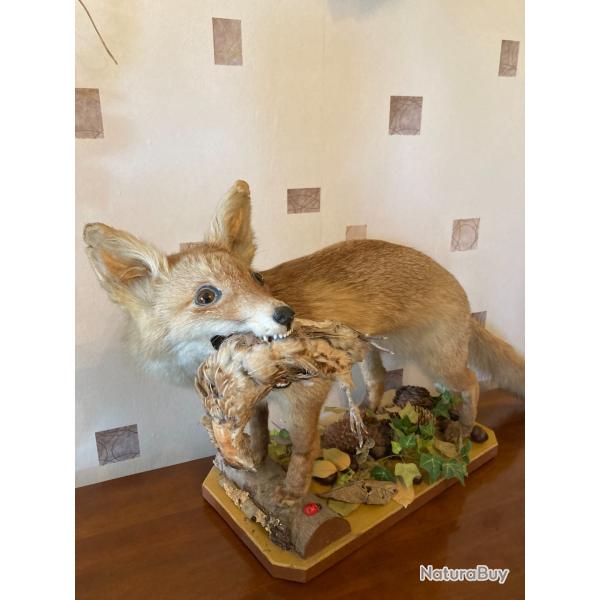 RENARD NATURALISE / EMPAILLE tenant dans sa gueule une caille