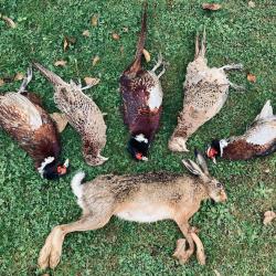 Action chasse petit gibier