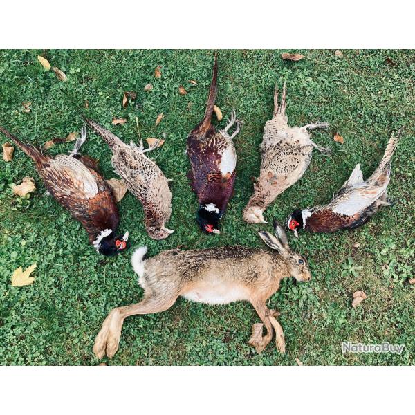 Action chasse petit gibier