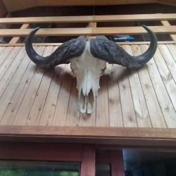Massacre Buffle du Cap (Syncerus caffer) - Origine Afrique.