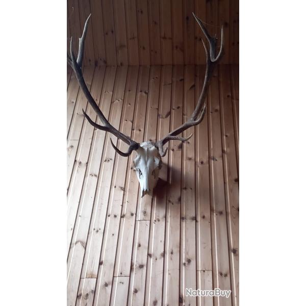 Troph�e de chasse / Grand massacre de cerf �laphe (10 cors)