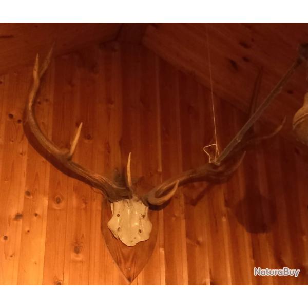 V�ritable troph�e de cerf �laphe