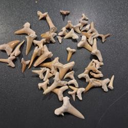 Lot de 50 fossiles de dents de requins #L18R(6)