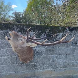 Cerf au bram&eacute; naturalise
